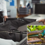 accused-smuggler-busted-after-customs-uncovers-bizarre-cargo-hidden-inside-22-pairs-of-socks