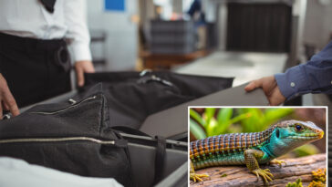 accused-smuggler-busted-after-customs-uncovers-bizarre-cargo-hidden-inside-22-pairs-of-socks