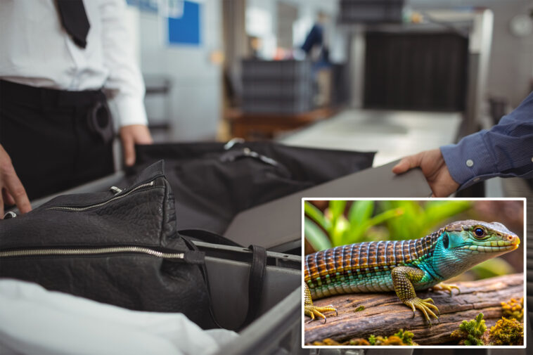 accused-smuggler-busted-after-customs-uncovers-bizarre-cargo-hidden-inside-22-pairs-of-socks