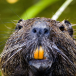 video:-rabid-beavers-attack-two-teenagers-at-maryland-state-park