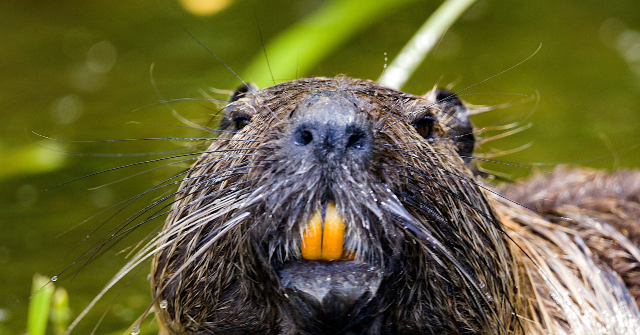 video:-rabid-beavers-attack-two-teenagers-at-maryland-state-park
