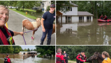 video-—-indiana:-100-people,-46-pets,-and-20-horses-rescued-from-devastating-floods