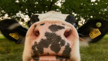 left-wing-govt-latest:-britain’s-new-farming-minister-fainted-at-sight-of-meat