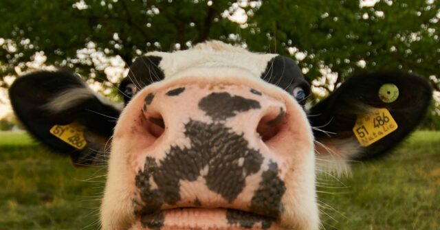 left-wing-govt-latest:-britain’s-new-farming-minister-fainted-at-sight-of-meat