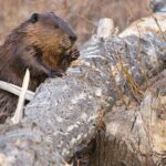 maryland-rocked-by-third-beaver-attack-in-weeks-after-2-animals-test-positive-for-rabies