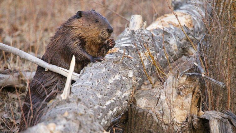 maryland-rocked-by-third-beaver-attack-in-weeks-after-2-animals-test-positive-for-rabies