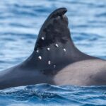 oldest-known-iberian-orca-found-with-potential-shotgun-wounds,-sparking-investigation-from-spain-officials