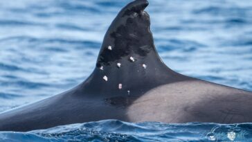 oldest-known-iberian-orca-found-with-potential-shotgun-wounds,-sparking-investigation-from-spain-officials