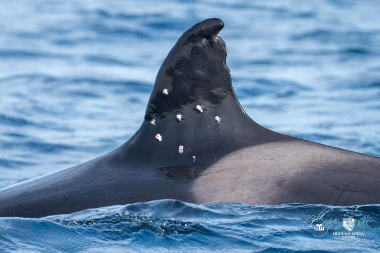oldest-known-iberian-orca-found-with-potential-shotgun-wounds,-sparking-investigation-from-spain-officials