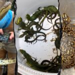 69-live-animals-found-stuffed-in-pillowcases-in-hidden-car-compartment-after-border-arrest:-feds