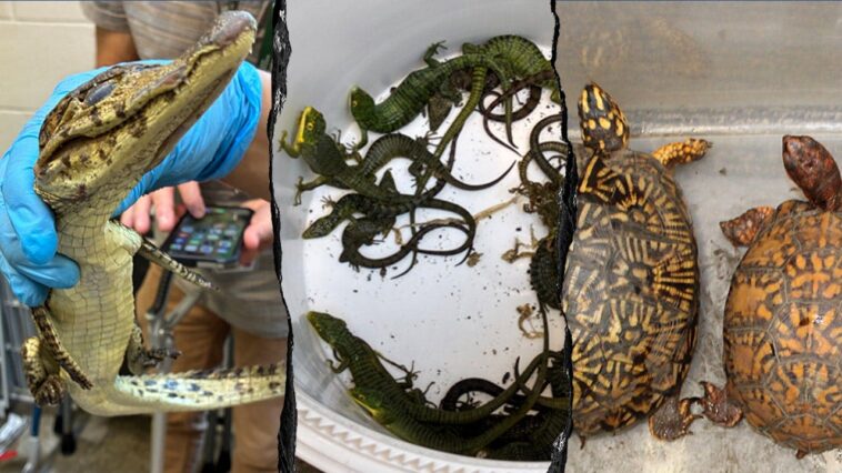 69-live-animals-found-stuffed-in-pillowcases-in-hidden-car-compartment-after-border-arrest:-feds