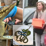 69-live-animals-found-stuffed-in-pillowcases-in-hidden-car-compartment-after-border-arrest:-feds