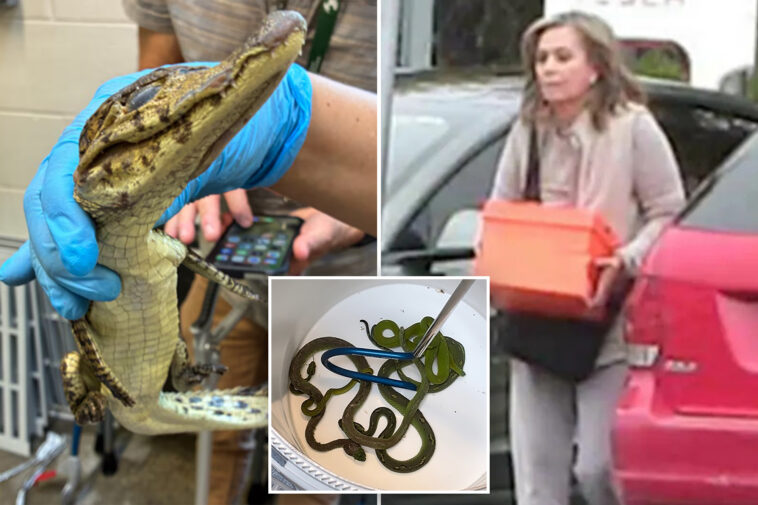 69-live-animals-found-stuffed-in-pillowcases-in-hidden-car-compartment-after-border-arrest:-feds