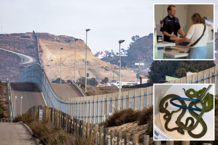 sick-way-smugglers-snuck-vipers,-caimans-and-crocodile-over-us-mexico-border