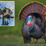 california-beach-town-crowned-best-weekend-escape-has-a-serious-wild-turkey-problem