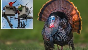 california-beach-town-crowned-best-weekend-escape-has-a-serious-wild-turkey-problem