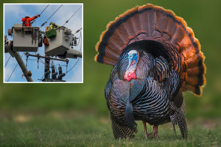 california-beach-town-crowned-best-weekend-escape-has-a-serious-wild-turkey-problem