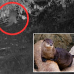 river-otter-spotted-in-the-bronx-for-first-time-in-100-years-—-and-why-it’s-worth-celebrating:-‘a-gift’