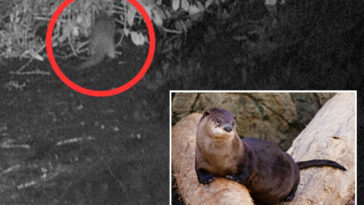 river-otter-spotted-in-the-bronx-for-first-time-in-100-years-—-and-why-it’s-worth-celebrating:-‘a-gift’