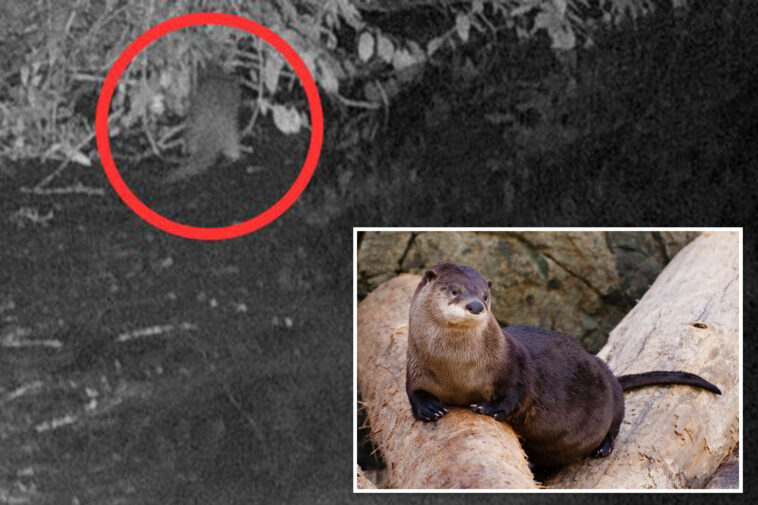 river-otter-spotted-in-the-bronx-for-first-time-in-100-years-—-and-why-it’s-worth-celebrating:-‘a-gift’