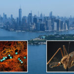 first-2026-case-of-dangerous-west-nile-virus-detected-in-nyc:-officials