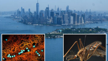first-2026-case-of-dangerous-west-nile-virus-detected-in-nyc:-officials