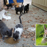 california-city-bans-feeding-stray-cats-to-save-endangered-rabbit