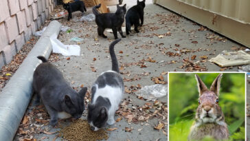 california-city-bans-feeding-stray-cats-to-save-endangered-rabbit