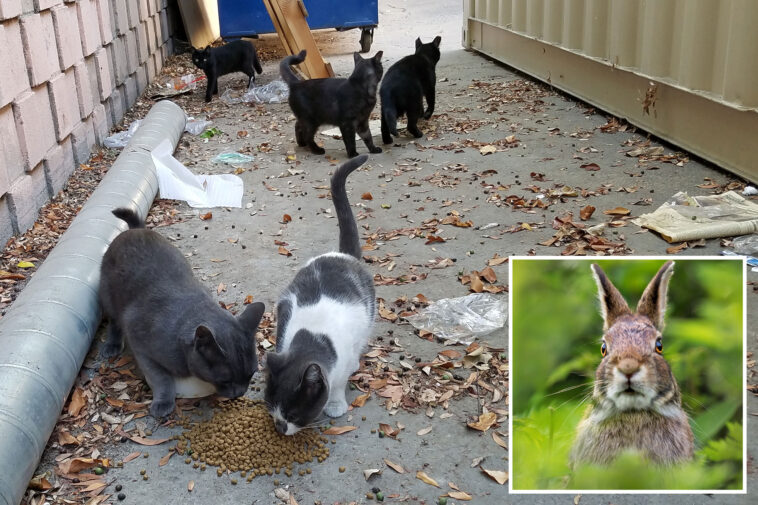 california-city-bans-feeding-stray-cats-to-save-endangered-rabbit