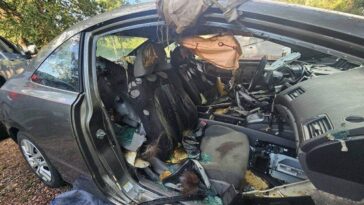 colorado-black-bear-dies-after-becoming-trapped-inside-unlocked-car-for-days:-report