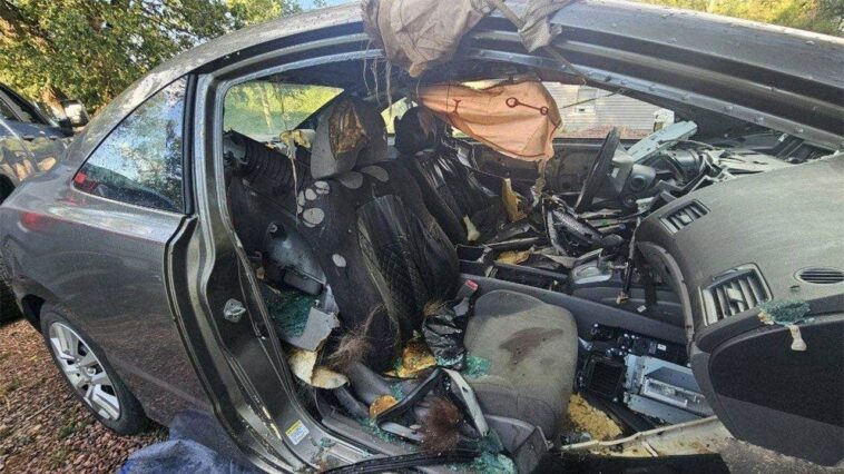 colorado-black-bear-dies-after-becoming-trapped-inside-unlocked-car-for-days:-report