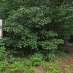 8-year-old-boy-killed-after-tree-falls-at-ymca-summer-camp-in-massachusetts