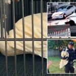la-mailman-caught-attacking-beloved-neighborhood-peacock-—-sparking-fury-from-locals