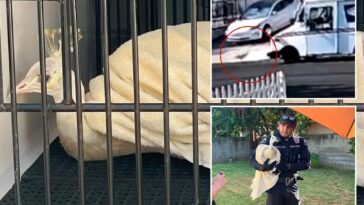 la-mailman-caught-attacking-beloved-neighborhood-peacock-—-sparking-fury-from-locals