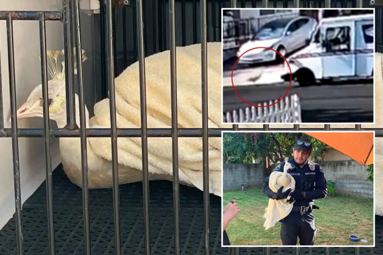 la-mailman-caught-attacking-beloved-neighborhood-peacock-—-sparking-fury-from-locals