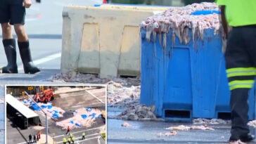 20-tons-of-slimy-squid-spill-on-rhode-island-roadway-—-blanketing-area-in-foul-odor
