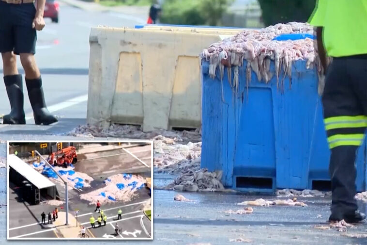 20-tons-of-slimy-squid-spill-on-rhode-island-roadway-—-blanketing-area-in-foul-odor