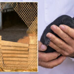 1,500-mink-escape-from-oregon-farm-after-fence-is-cut-open-reportedly-by-extremist-animal-rights-group
