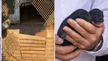 1,500-mink-escape-from-oregon-farm-after-fence-is-cut-open-reportedly-by-extremist-animal-rights-group
