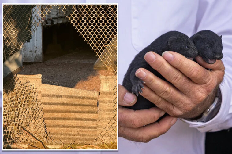 1,500-mink-escape-from-oregon-farm-after-fence-is-cut-open-reportedly-by-extremist-animal-rights-group