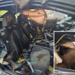 black-bear-found-dead-after-spending-days-trying-to-escape-locked-car
