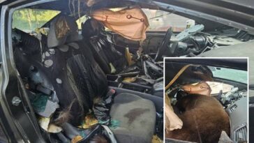 black-bear-found-dead-after-spending-days-trying-to-escape-locked-car