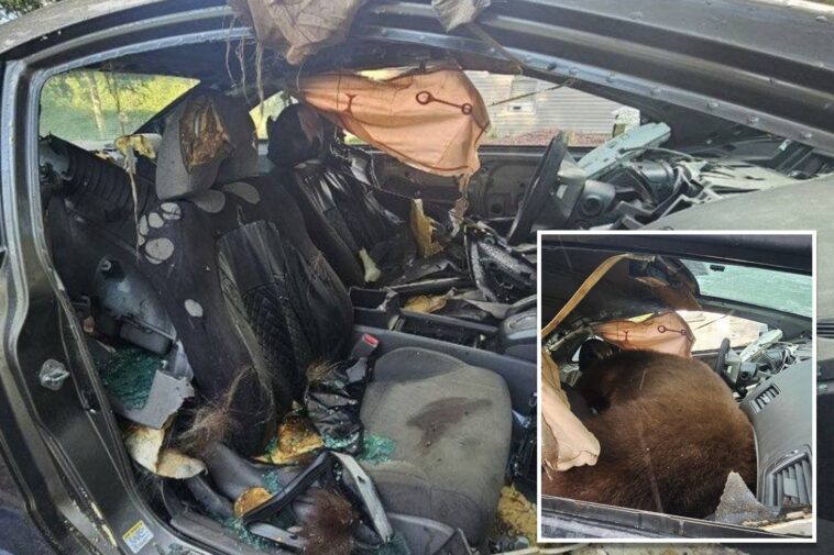 black-bear-found-dead-after-spending-days-trying-to-escape-locked-car