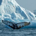 why-whales-are-being-drawn-to-‘feeding-frenzies’-within-arctic-circle