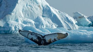 why-whales-are-being-drawn-to-‘feeding-frenzies’-within-arctic-circle