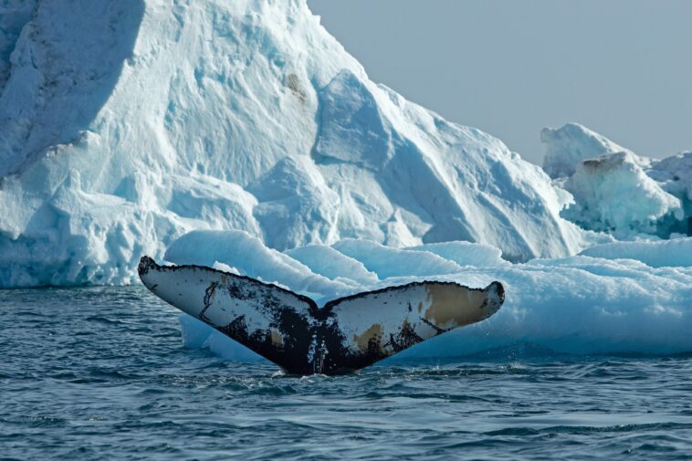 why-whales-are-being-drawn-to-‘feeding-frenzies’-within-arctic-circle