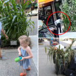 callous-mystery-monster-uproots-sidewalk-corn-garden-planted-by-nyc-kids:-‘like-watching-a-massacre’