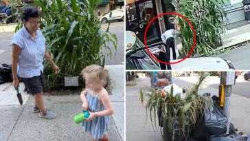 callous-mystery-monster-uproots-sidewalk-corn-garden-planted-by-nyc-kids:-‘like-watching-a-massacre’