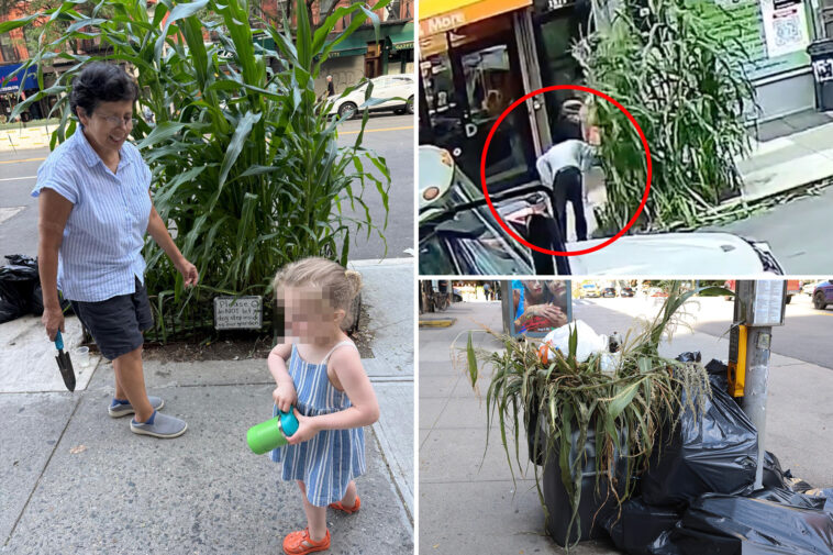 callous-mystery-monster-uproots-sidewalk-corn-garden-planted-by-nyc-kids:-‘like-watching-a-massacre’