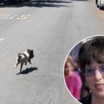 a-list-songwriter-adopts-runaway-west-hollywood-piglet-‘wilbur’